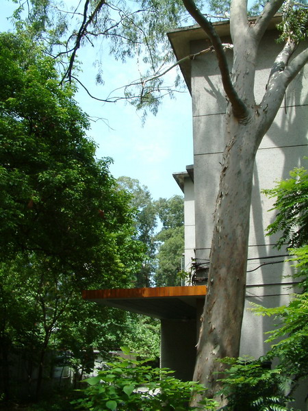 天然有机实验室旁桉树：西北区544栋 